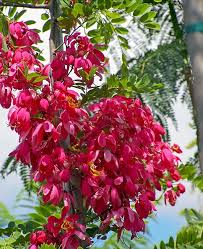 Image result for Cassia burttii