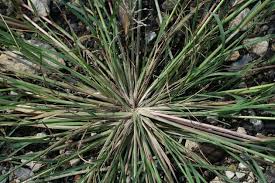 Image result for Leptochloa fusca