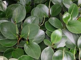 Maybe you would like to learn more about one of these? Peperomia Obtusifolia Baby Rubber Plant World Of Succulents
