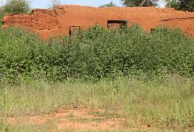 Image result for Pavetta mocambicensis