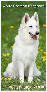 Search titles only has image posted today bundle duplicates include nearby areas. White German Shepherd Puppies For Sale Craigslist Cheap Online