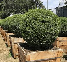 Image result for Buxus