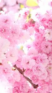 Find best sakura wallpaper and ideas if you own an iphone mobile phone, please check the how to change the wallpaper on iphone page. Sakura Wallpaper Iphone Rosa Blume Bluhen Kirschblute Blutenblatt Pflanze Fruhling Baum Bluhende Pflanze 1785661 Wallpaperkiss