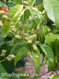 Image result for Gnetum