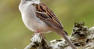 Ohio Bird Red Head Brown Body Chipping Sparrow Backyard Birds Bird Life List Beautiful Birds