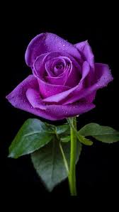 Beautiful Single Purple Rose Purple Roses Pretty Flowers Beautiful Roses
