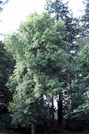 Image result for Oxyanthus latifolius