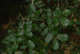 Image result for Albizia anthelmintica