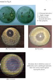 Aspergillus flavus is a saprotrophic and pathogenic fungus with a cosmopolitan distribution. Pdf Treatment Of Aspergillus Flavus Mycotic Corneal Ulcer Using Natural Synthetic And Surface Active Materials Semantic Scholar