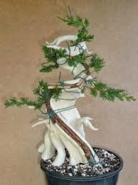 Tanuki Bonsai Cheating Or Not Bonsai Bonsai Diy Bonsai Art