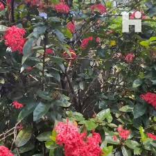 Image result for Ixora brachypoda