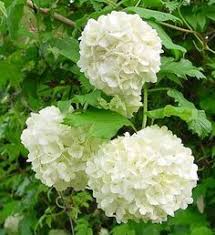 He was placed on injured reserve on december 14, 2016. January Flowers In Season