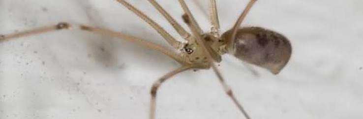 Invite Daddy-Longlegs into Your Garden | Under the Solano Sun