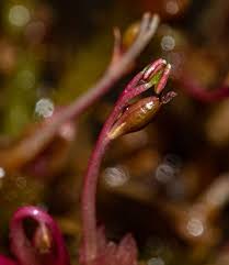 Image result for Inversodicraea