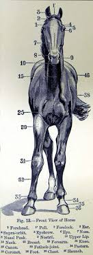 The Horse Its Treatment In Health And Disease Regarding the units assessed in this comparative feature, the uerm was provided to me free of charge by ultimate ears as part of their. the horse its treatment in health and