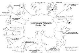 beden dili sadece insanlara ozgu degildir kopeklerin beden dilini gozlemleyerek de nasil bir ruh hali icinde oldugunu anl kopek egitimi kopek evcil hayvanlar