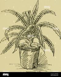 Image result for Pandanus candelabrum