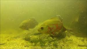 Astronotus Ocellatus Biotope Aquarium Akvaryum Dogal