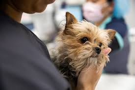Upon arrival they will begin with completing paper work. Caring For Sick And Dying Animals Can Cause Compassion Fatigue Shots Health News Npr