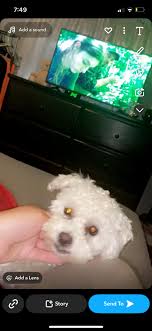 Missing Dog in Tulare, California