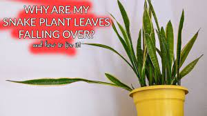 Snake Plant Leaves Falling Over How To Prune Propagate Joy Us Garden Youtube Plant Leaves Snake Plant Plants