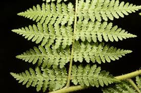 Image result for Hypolepis sparsisora