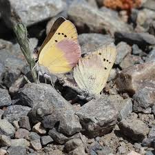 Image result for Embelia libeniana