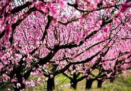 Blackmoor nursery is one of very few nurseries in the uk offering gardeners the opportunity to buy peach trees are self fertile with pretty pink flowers and bear delicious juicy large fruits from early august. Belle Of Georgia Peach Tree For Sale The Tree Center
