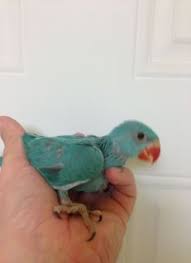 I received them in november and to my surprise one was a violet color the other the normal blue. Ringneck Baby Parrots For Sale