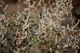 Image result for Sopubia lanata