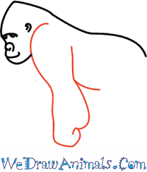 How To Draw A Gorilla Mountain gorilla drawing ape clip art gorilla clipart png download. how to draw a gorilla
