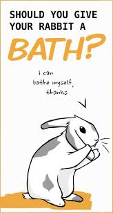 If your vet recommends bathing the bunny, then you can proceed using a bowl with warm water, and rabbit shampoo. The Hidden Dangers Of Giving Your Pet Rabbit A Bath Pet Rabbit Pet Rabbit Care Pet Bunny