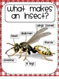 Insects Insects Preschool Insects Insect Activities