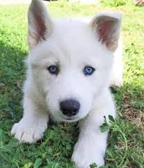 Free puppies and puppies for adoption on here come from world reknown breeders that are looking for homes that would adopt these puppies for free, be blue french bulldog puppies for adoption we are proud to announce our stunning litter of blue french bulldog puppies are not to be missed. Siberian Husky Puppies For Sale At Your Doorstep Home Facebook