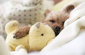Animals Puppy Stuffed Animal Sleeping Dog Puppy Cuddles Cute Animals Puppies