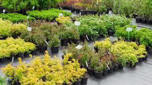 Post office in jefferson county, colorado, united states. Shrubs O Toole S Garden Centers