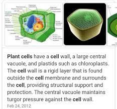 It is a heterogeneous mass containing granules of different sizes and shapes. Describe Structure Of Plant Cell Brainly In