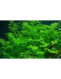 Image result for Ceratopteris thalictroides