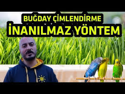 Budgerigar Wheatgrass L Vitamin Youtube