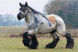 sirartwork lesbirdan swordoftheberserkgutsrage harvestheart the ardennes draft horse is considered one of the oldest bree big horses horse breeds horses