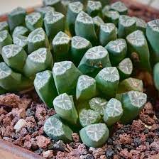 Indoor succulents & house plants: Haworthia Truncata Var Maughanii Wikispecies