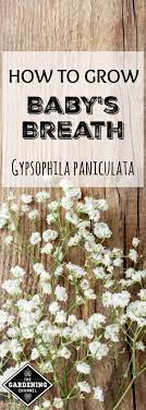 How To Grow Baby S Breath Baby S Breath Plant Babys Breath Flowers Low Maintenance Garden