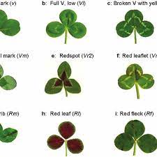 Clover, bootloader, opencore, bios, custom, hackintosh, mac, osx, personalize, bootsoftware. Different Leaf Marks Found In White Clover The Gene Symbols Are As Download Scientific Diagram