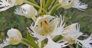 Image result for Ptaeroxylaceae