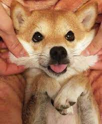 shiba awesome おしゃれまとめの人気アイデア pinterest moonwalkers かわいいペット いぬ 可愛い犬