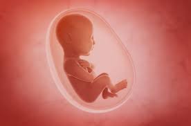 Ceninin sağ olarak doğma ihtimali bulunduğu için, onun anne karnındaki varlığı korunmuş; Fetus Nedir Embriyo Ve Fetus Arasindaki Farklar Prof Dr Bulent Tiras