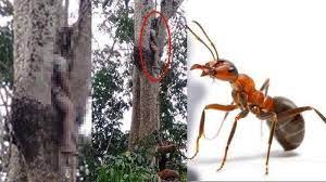 We did not find results for: Arti Mimpi Dikerumuni Dan Digigit Semut Hitam Bisa Jadi Pertanda Buruk Menurut Primbon Jawa Tribun Manado