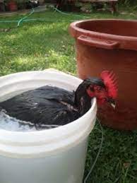 After a few times, they will look forward to you giving them baths. How To Bathe A Chicken Backyard Poultry