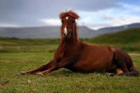 Image result for HORSE