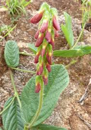 Image result for Eriosema cordatum